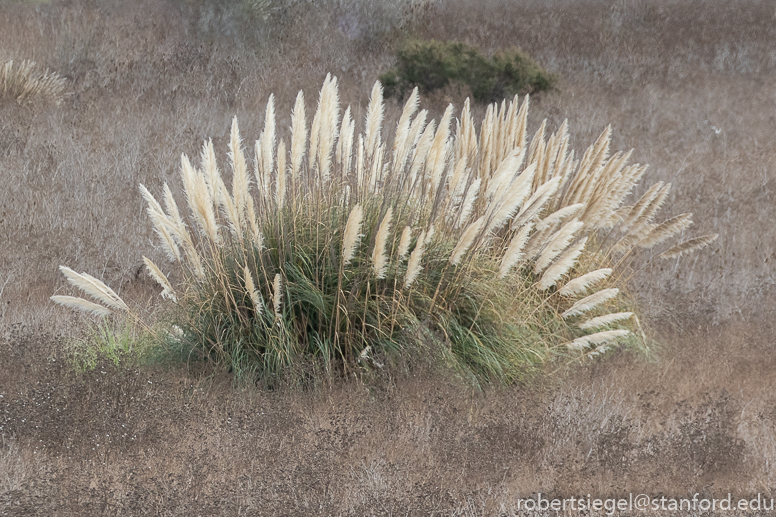 Stevens Creek Shoreline